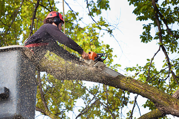 How Our Tree Care Process Works  in  Edinburgh, IN